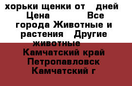 хорьки щенки от 35дней › Цена ­ 4 000 - Все города Животные и растения » Другие животные   . Камчатский край,Петропавловск-Камчатский г.